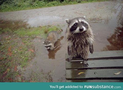 "Can we play in your puddle?"