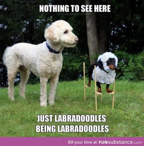 Labradoodles