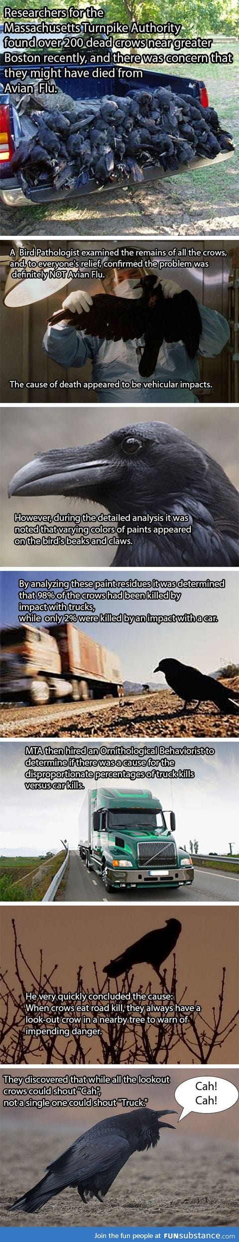 The mysterious death of crows solved!