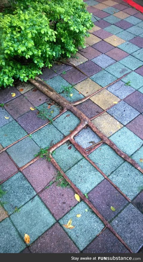 These tree roots grew into the shape of the tiles underneath them