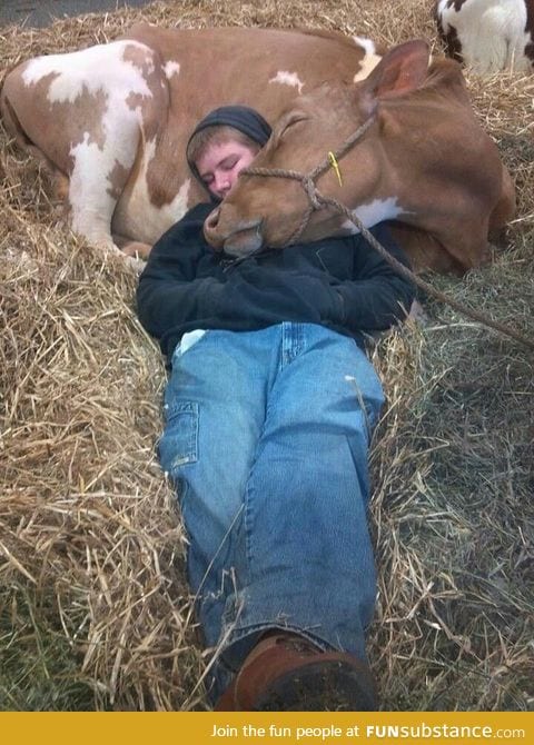 Cow snuggles