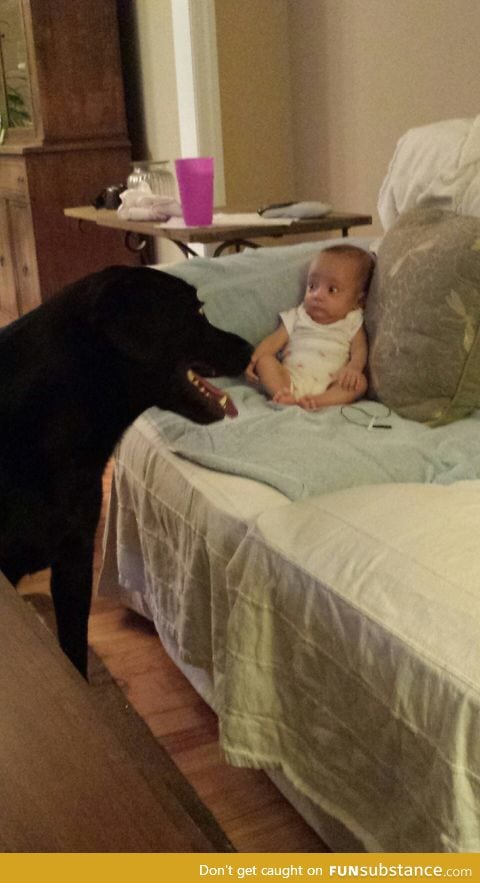 Baby girl meeting a dog for the first time
