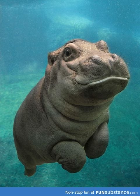 San Diego Zoo's baby hippo