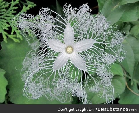 The snake gourd flower