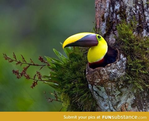 Toucan taking a break in a tree