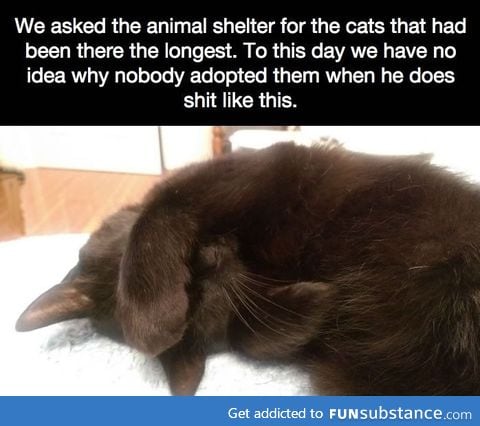 Black cats are the least likely to be adopted