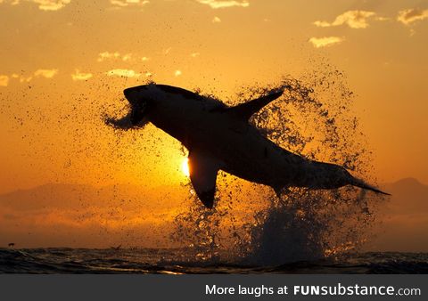 Great White shark jumping out of the water at sunset