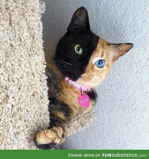 Amazing chimera cat