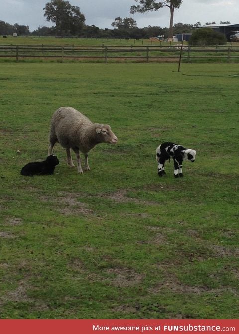 This lamb looks like a cow