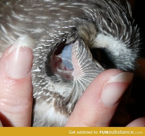 You can see an Owl's eye through its ear!