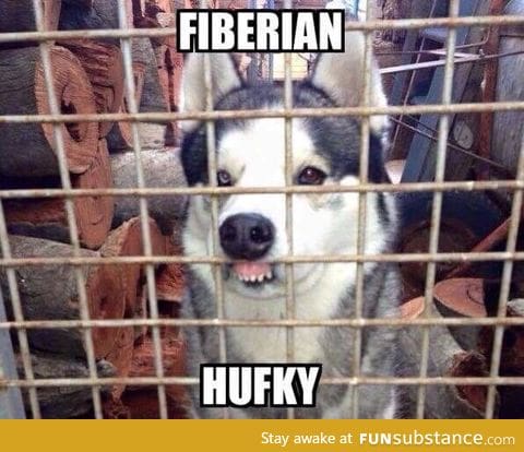 Fiberian hufky