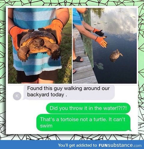 Found a turtle