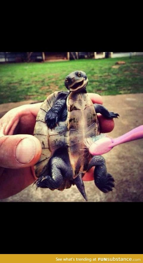 That is one happy turtle