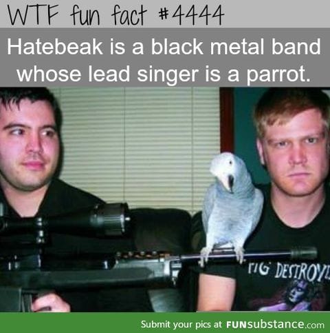 bird band member