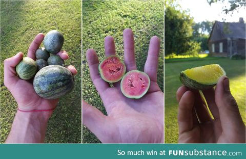 Mini watermelon harvest