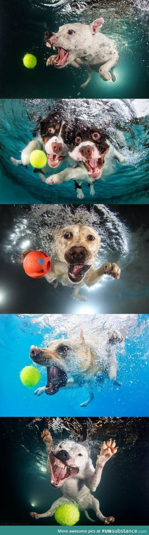 Underwater dogs