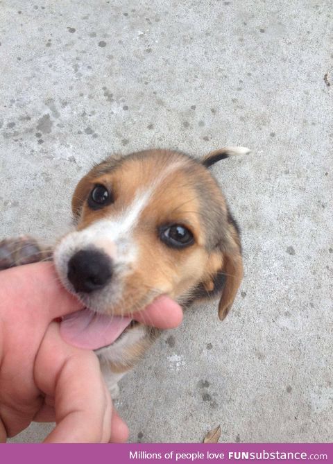 Teething Puppy