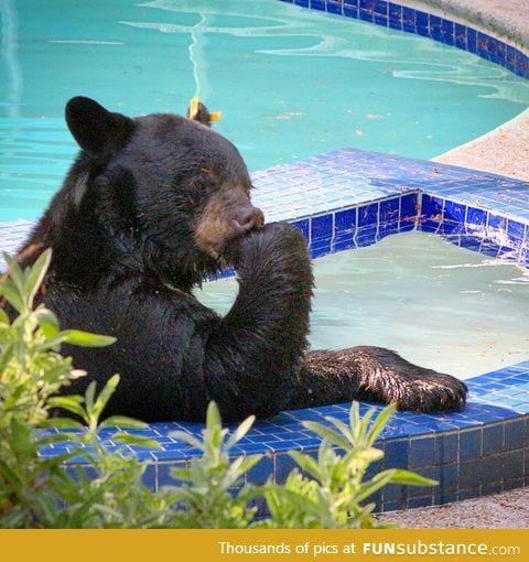 A bear deep in thought