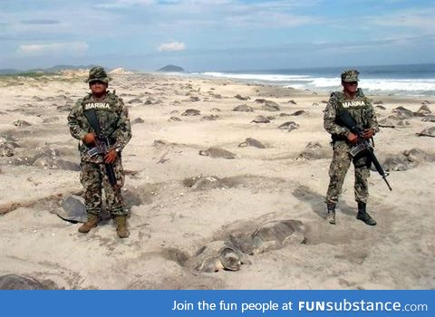 Mexican marines set to prevent turtle eggs' poaching