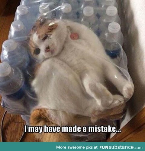 Cat made a mistake