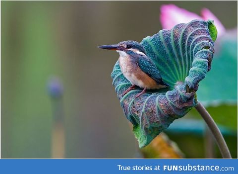 Kingfisher on his throne