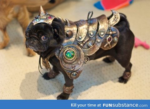 War pug