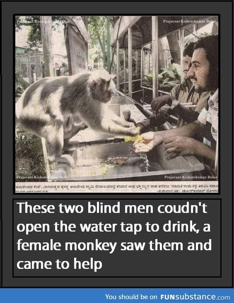 Monkey helping blind men with water