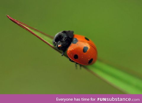 Ladypug.