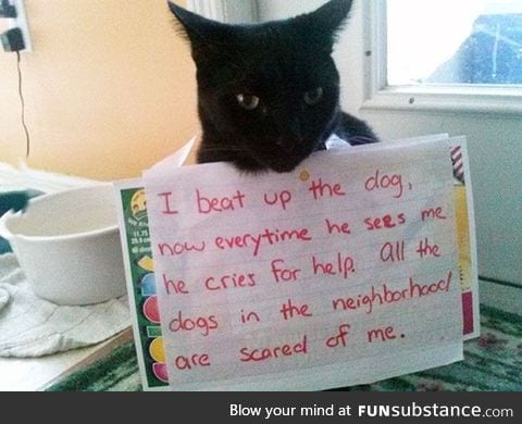 A**hole Cat Being Shamed For his Crimes