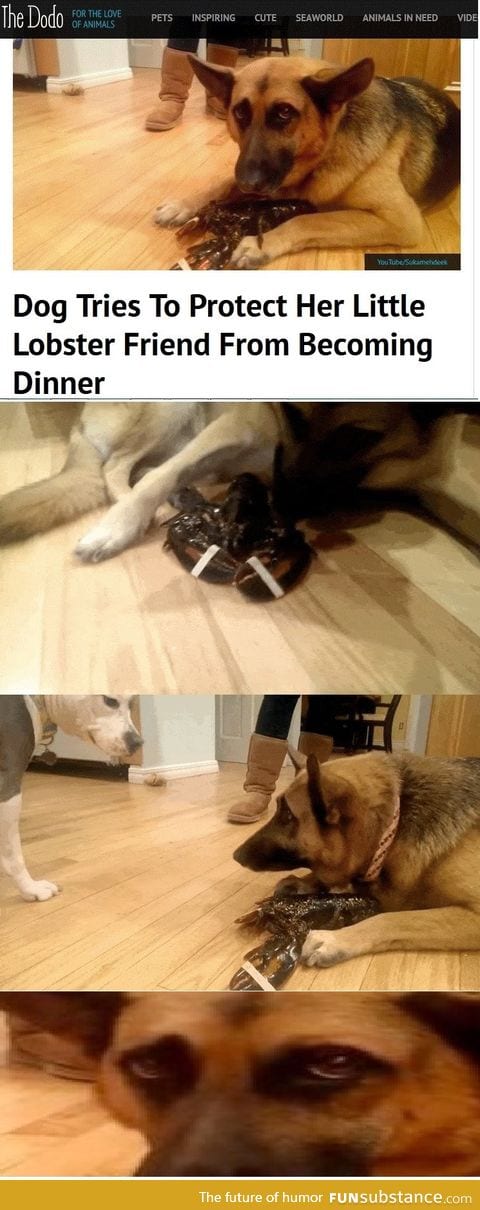 Dog protecting lobster from becoming food