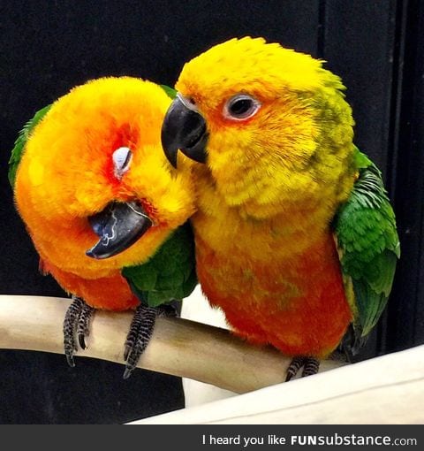 Saw these little guys at PetSmart today. I hope they get to stay together