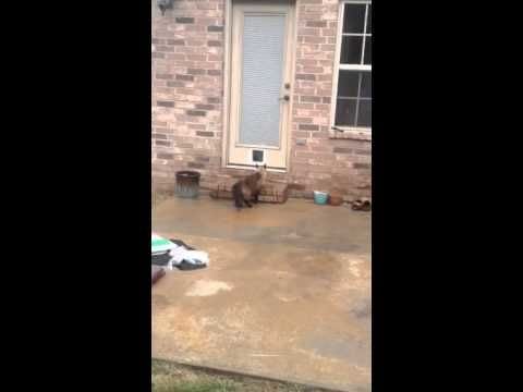 Cat owner wastes 30 minutes installing a new cat door