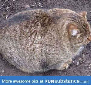 This is the fattest cat i've ever seen