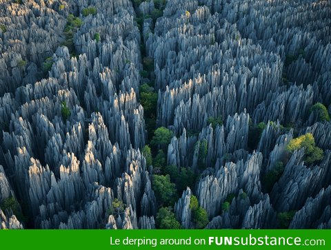 Limestone Forest