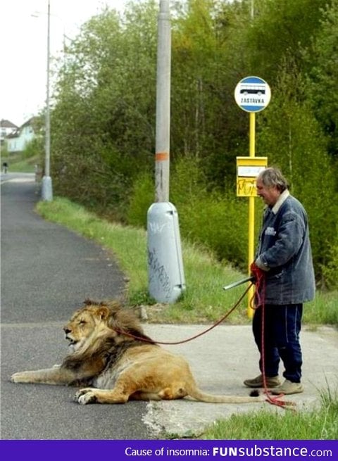 Just your average day at the bus stop