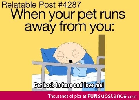 Dammit, cat!