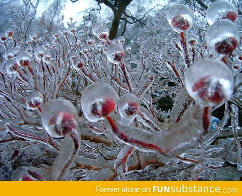 Frozen Flower Buds