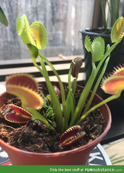 My Venus flytrap isn't very smart