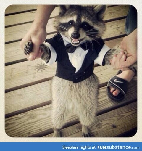 If you're having a bad day here's a racoon in a tuxedo