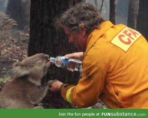 A firefighter gives water to a Koala during bushfires Faith in Humanity Restored