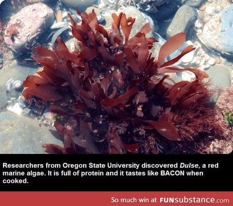 Would you eat Dulse, the bacon tasting seaweed?