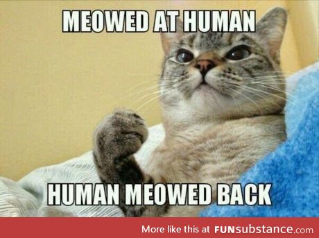 Meowed at human