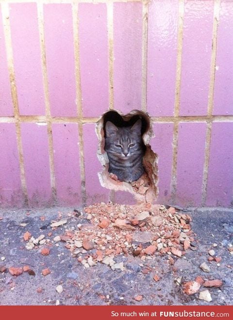 The pawshank redemption