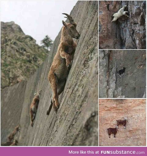 Just some mountain goats