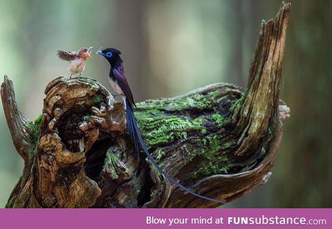 Japanese paradise flycatcher feeding it's baby