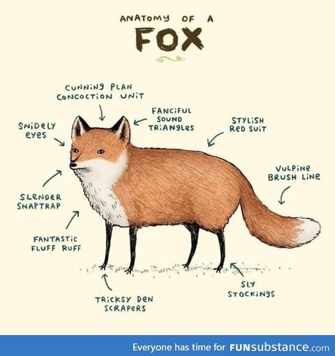 Anatomy of a fox
