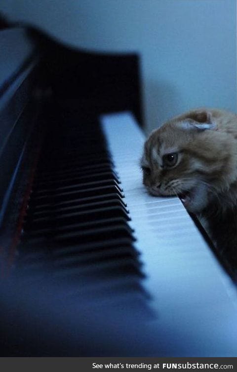 Piano cat is ready to play