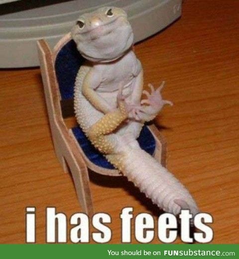 Lizard has feets