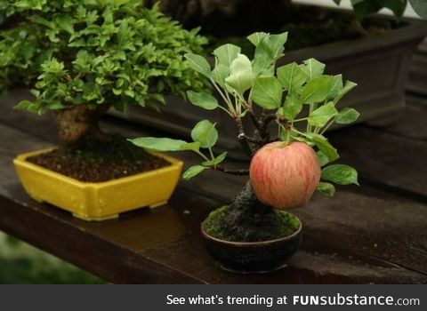 Bonsai apple tree growing a full-sized apple