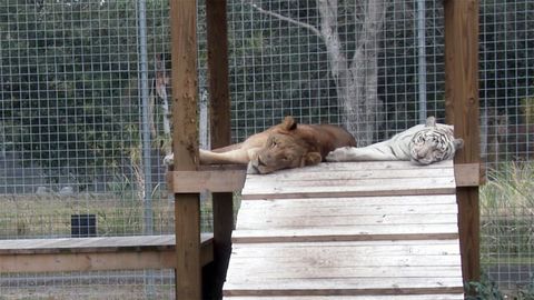 Big Cat Rescue (One of my favorite animal channels) describe their enclosures